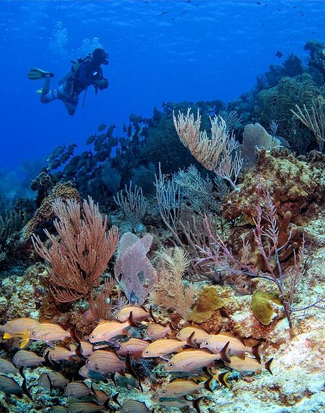 Cozumel Scuba Non Certified